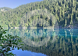 Coniferous forest on the shores of lake Malaya Ritsa in summer, Abkhazia