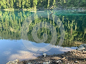 Coniferous forest on the shores of lake Malaya Ritsa in summer, Abkhazia