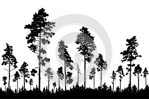 Coniferous forest, silhouette of pine trees, beautiful landscape. Vector illustration