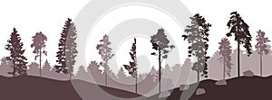 Coniferous forest, silhouette of pine trees and spruces, beautiful landscape. Vector illustration