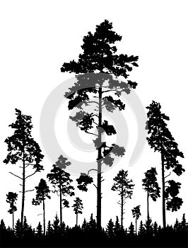 Coniferous forest, silhouette of pine trees, vertical landscape after deforestation. Vector illustration