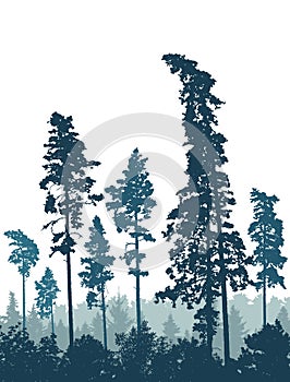 Coniferous forest, silhouette of pine trees, vertical landscape. Vector illustration