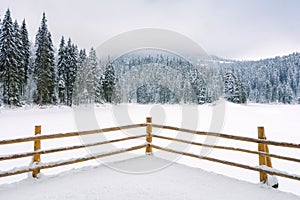 Coniferous forest on snow covered lake