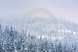 Coniferous forest in snow and hoarfrost