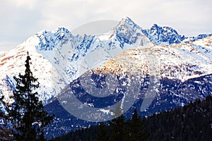 Coniferous forest and snowy mountains of Simplon Pass