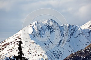 Coniferous forest and snowy mountains of Simplon Pass