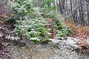 Coniferous forest of spruce trees