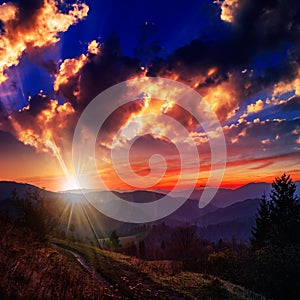 Coniferous forest on a steep mountain slope at sunset