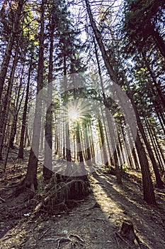 Coniferous forest and sun rays, Klak hill, Slovakia