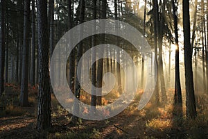 Conifere foresta alba mattina nebbia pino alberi luci accese secondo raggi da il sole soleggiato autunnale il tempo dopo pioggia sul 