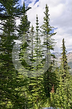 Coniferous forest. Tall evergreen spruce against mountains. Banff National Park