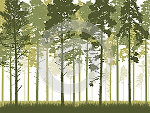 Coniferous forest with tall pine trunks and grass. Silhouette of beautiful landscape. Vector illustration