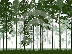 Coniferous forest with tall pine trunks and grass. Silhouette of beautiful landscape. Vector illustration