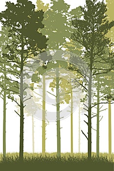 Coniferous forest with tall pine trunks and grass. Vertical silhouette of beautiful landscape. Vector illustration