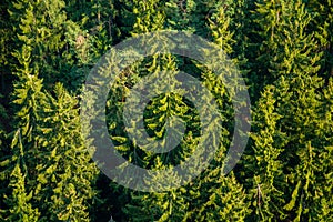 Coniferous forest tree branches from above