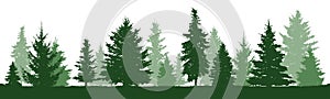 Trees pine, fir, spruce, christmas tree. Isolated photo