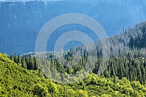 Ihličnatý les, Západné Tatry, Slovensko