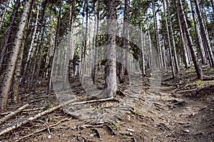 Ihličnatý les, Západné Tatry, Slovensko, téma turistika