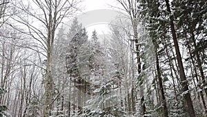 Coniferous forest in winter time , tilt shot