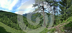 Coniferous forests in Altai Mountains