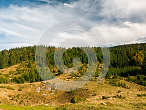 Coniferous forests on the slopes of Mount Vitorog photo