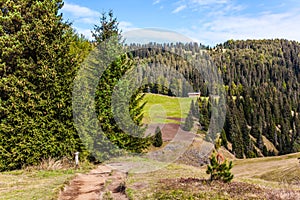 Coniferous forests in the Val Gardena