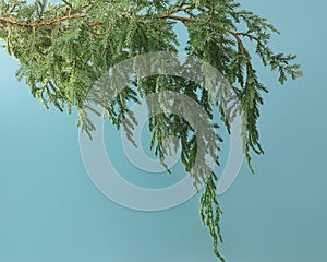 Coniferous green branch on a blue background