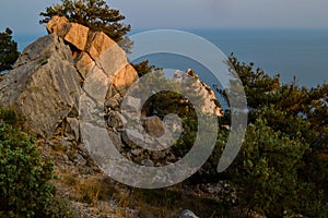 coniferous green trees and bushes grow among large big stones, sharp rocks on coast of blue sea, in warm orange light of sun