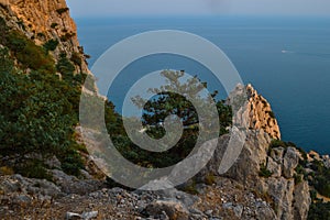 coniferous green trees and bushes grow among large stones, sharp rocks on shores of Black Sea, in warm orange light of sun