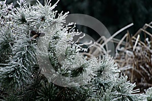 The coniferous leave is covered with ice in winter