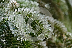 The coniferous leave is covered with ice in winter