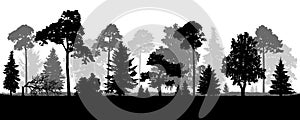 Coniferous natural forest trees set silhouette. Background of nature wood.