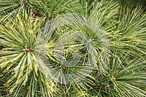 Coniferous needles and pine branches close-up as a texture. green photo. macro photography
