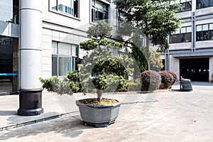 Coniferous ornamental tree grows in a stone pot in front of the building. Large white building with windows.