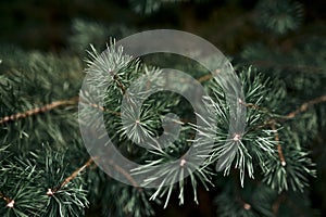 Coniferous pine branches in a pine forest, cloudy weather