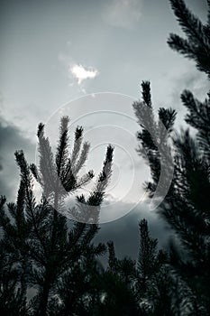 Coniferous pine branches in a pine forest, cloudy weather