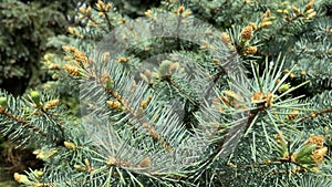 Coniferous pine branches with young cones.