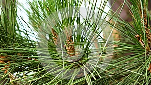 Coniferous pine cone on a green branch in the spring forest close up.