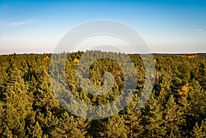 Coniferous pine forest from a bird's eye view against the background of a clear cloudless blue sky