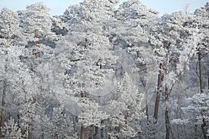 Coniferous pine forest in winter