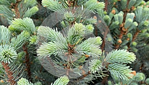 Coniferous pine tree, Boreal Forest Tree, with new growth, gray, green color