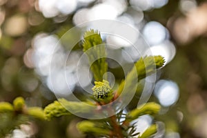 Coniferous pine tree branches texture. against the sky.