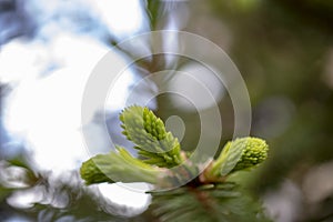 Coniferous pine tree branches texture. against the sky.