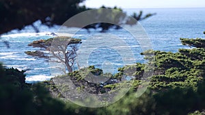 Coniferous pine tree, cypress forest or grove. Monterey, California ocean coast.