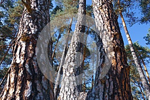 Coniferous pines, bark zoom, bottom view photo