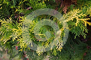 Coniferous plant, green branch with yellow edges Biota eastern