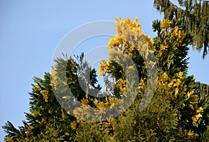 Is a coniferous plant with yellow needles, especially suitable for hedges. For better coloring, it is better to bet on the sun, wh photo