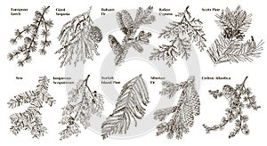Coniferous plants branches vector set