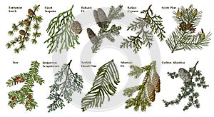 Coniferous plants branches vector set