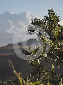 Coniferous shrub of a young pine tree with bright green needles on branches in macro, at sunset lighting in the evening